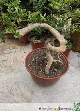 漂亮黄杨
