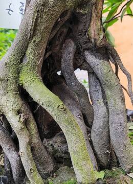 148号提根老桩金弹子盆景提根多根型美金弹子老桩大