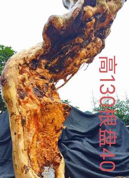 刚刚下山新鲜，漂亮紫薇，老桩，有喜欢赶紧下单，