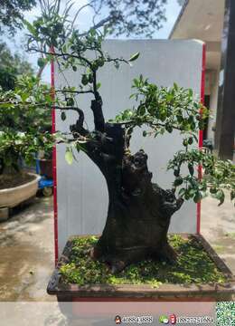 金弹子熟桩海派金弹子