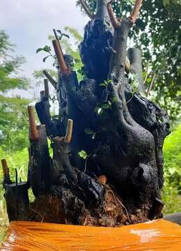 金弹子树桩盆景海派金弹子安全交易方法