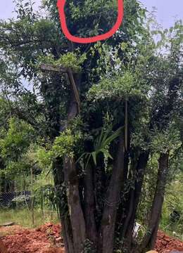2吨大丛林金弹子,已嫁接四季果,满果型,别墅庭院首选,有喜欢赶紧下单,转车发货。