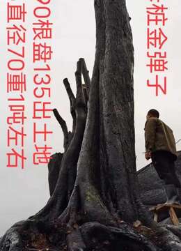 吨位级原生大母桩金弹子,别墅庭院首选,霸气十足