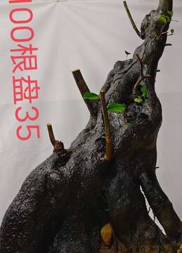 漂亮母桩金弹子,熟桩,有喜欢赶紧下单