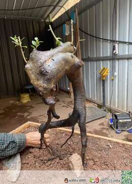 金弹子树桩盆景↖悬崖挂果小叶金弹子の