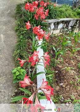 金弹子盆景价格沧桑感金弹子