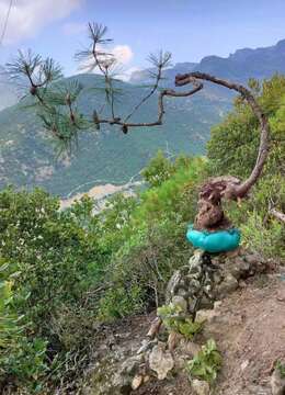 山松