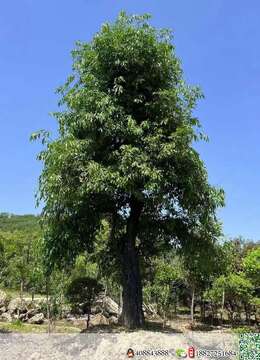 吨位级。一对霸气,全冠原生大母桩金弹子,别墅庭院首选,霸气十足。