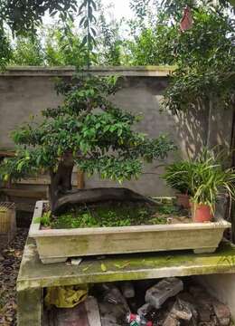 金弹子树桩盆景嵩山金弹子熟桩图片及价格