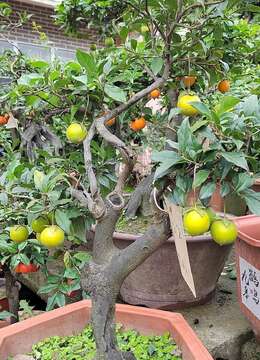 老话讲“阴树不能进家门”,哪些是阴树?看看你家有吗,别犯忌讳