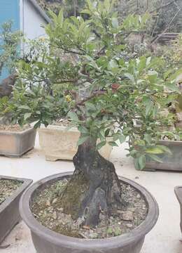 金弹子盆景价格金弹子网上安全购买