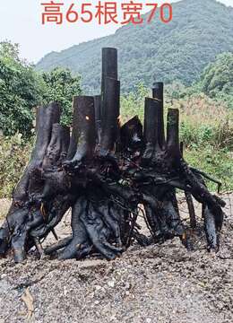 金弹子树桩盆景徽派金弹子