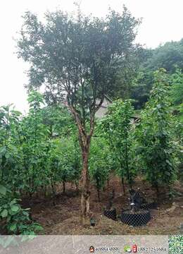 湖北瓜子黄杨，移栽多年