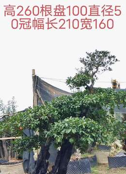 漂亮全冠年功熟桩金弹子,别墅庭院首选,有喜欢赶紧下单