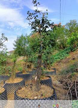 金弹子熟桩，喜欢的老板联系