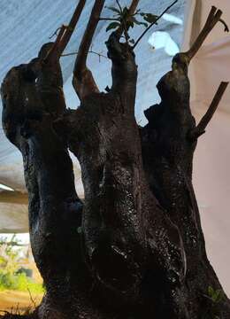 漂亮熟桩金弹子，原生大母桩。几年熟桩金弹子，有喜欢赶紧下单