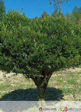 地经15分枝50总高2.5米，冠2.6米