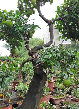 金弹弹的果逐渐成熟了，看看这棵金弹弹景观树挂上胡芦果效……