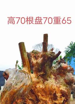 刚刚下山新鲜,漂亮紫薇,全身坨坨,有喜欢赶紧下单,