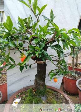 金弹子下山桩金弹子╬乐清挂果金弹子