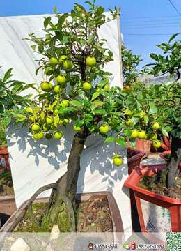 金弹子下山桩金弹子文人