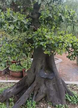 金弹子熟桩◆自然金弹子小品★