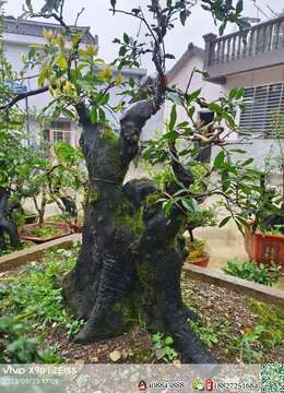 挂果金弹子金弹子£绍兴小叶挂果金弹子