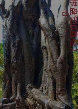 刚刚下山新鲜超级大母桩金弹子，纹路古桩，霸气十足。别墅庭院首选，