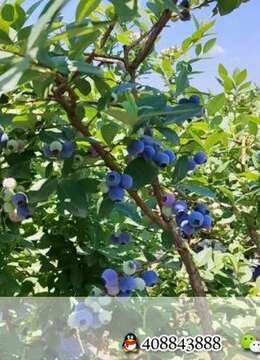 蓝莓成熟了,需要的老板联系喔