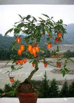 [转载]野生金弹子的滥采乱挖该收手了！少挖一棵金弹子，留给子孙栽