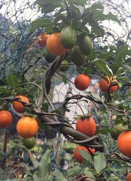 金弹子小盆景如何养殖