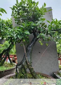 金弹子下山桩金弹子出售价格