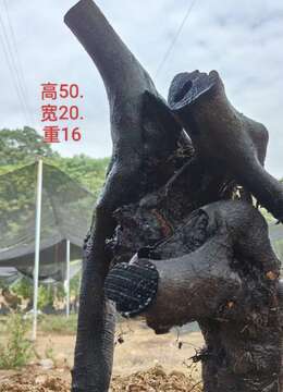 刚刚下山新鲜，母桩金弹子，有喜欢赶紧下单