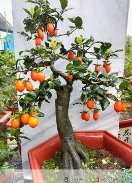 果果厚的不多了,喜欢的老板赶紧联系,优惠出