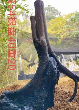 刚刚下山新鲜,漂亮母桩金弹子,有喜欢赶紧下单