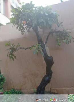 金弹子盆景泰山金弹子熟桩交易市场