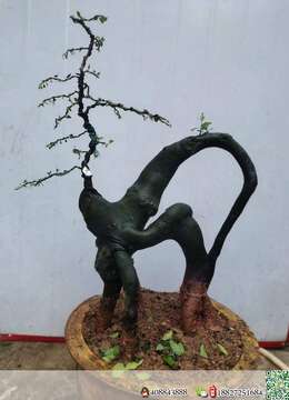 金弹子网金弹子◎西安金弹子小品