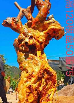 漂亮紫薇老桩,全身坨坨,有喜欢赶紧下单,