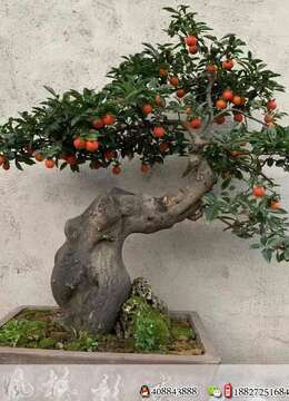 金弹子树桩盆景修剪造型好金弹子