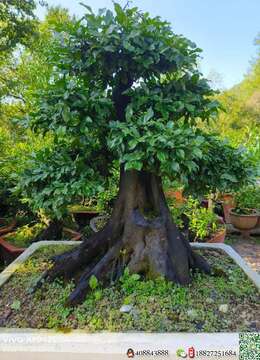 金弹子熟桩↙川派挂果金弹子╬