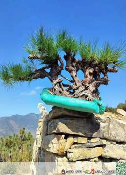 出土漂亮山松喜欢速度