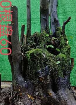 漂亮大丛林金弹子。母桩。几年大熟桩有喜欢赶紧下单