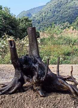 金弹子熟桩树种园子风金弹子