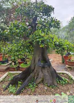 金弹子熟桩传统金弹子安全交易方法