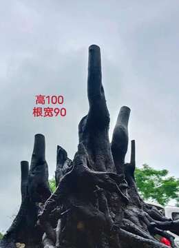 金弹子老桩金弹子网上安全购买