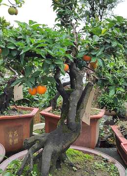 寒枝过后满是春：修剪定型、蟠扎整姿，老鸦柿盆景的春天