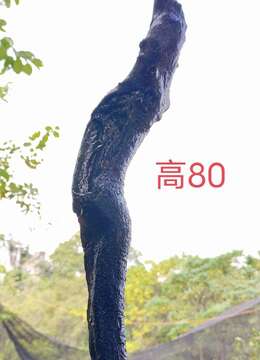 刚刚下山新鲜漂亮母桩金弹子,有喜欢赶紧下单