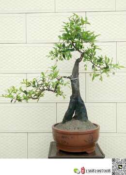 开春已经开花挂果金弹子小品欣赏(四)