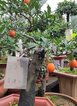 这么照顾，养一盆金弹弹，长势更好，带你了解一下，一起看看