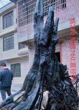 吨位级别的货,金弹子母桩